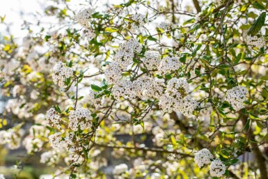 Doftolvon Viburnum burkwoodii buske 30-40 C3 Viburnum burkwoodii buske 30-40 cm