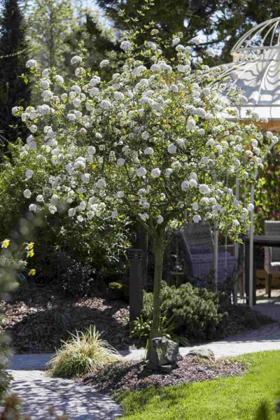 Viburnum burkwoodii C10 80-100