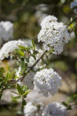 Viburnum burkwoodii C10 80-100