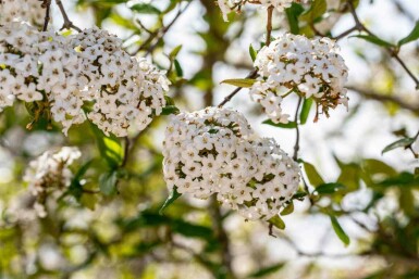 Viburnum burkwoodii C10 80-100