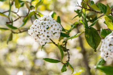 Viburnum burkwoodii C10 80-100