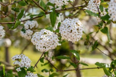 Viburnum burkwoodii C10 80-100