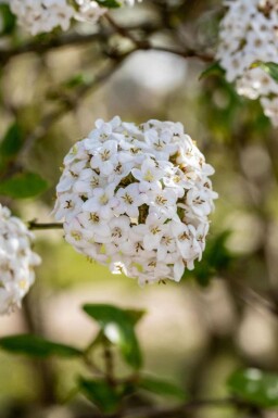 Viburnum burkwoodii C10 80-100