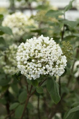 Viburnum carlcephalum C10 60-80