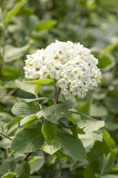 Viburnum carlcephalum C5 50-60