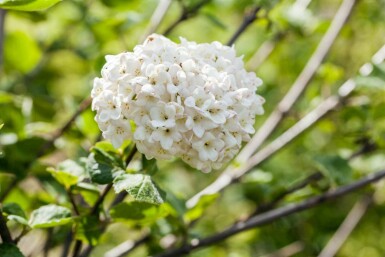 Viburnum carlcephalum C5 50-60