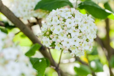 Viburnum carlcephalum C5 50-60