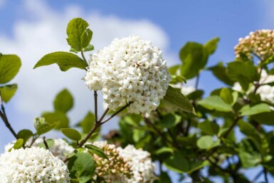 Viburnum carlcephalum C5 50-60