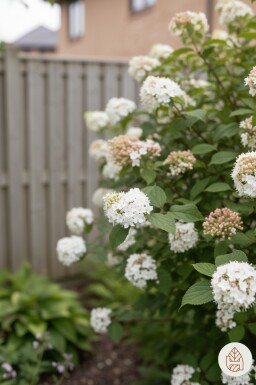 Viburnum carlesii 'Aurora' buske 30-40 cm