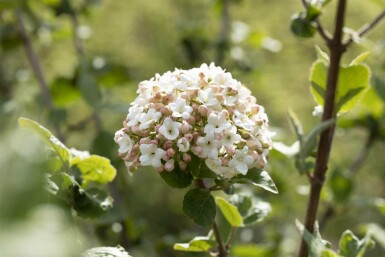 Viburnum carlesii 'Aurora' C5 40-50