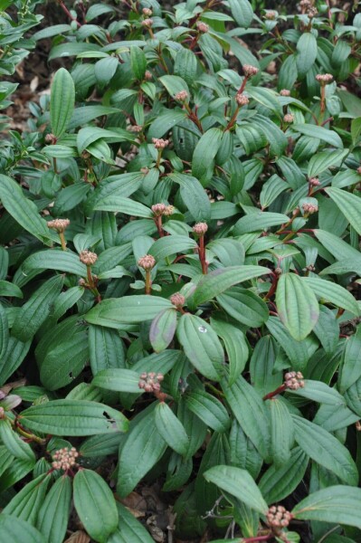 Viburnum davidii buske 30-40 cm