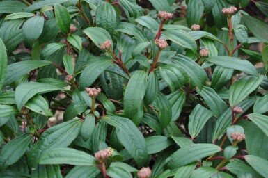 Viburnum davidii buske 30-40 cm