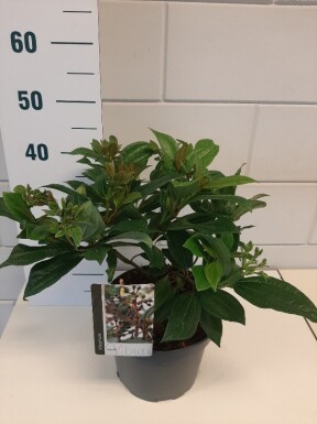 Viburnum davidii buske 30-40 cm