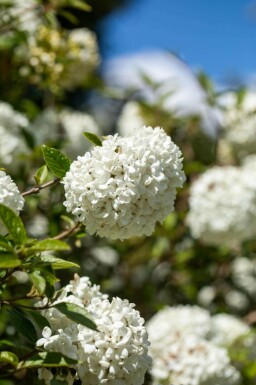 Viburnum 'Eskimo' C10 50-60