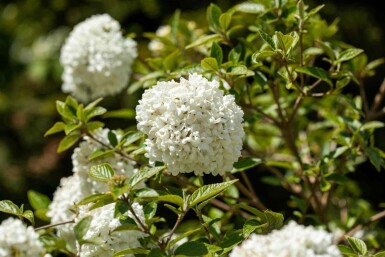 Viburnum 'Eskimo' C10 50-60