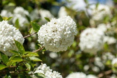 Viburnum 'Eskimo' C10 50-60