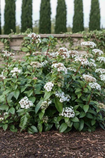 Viburnum hillieri 'Winton' buske 60-80 cm