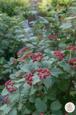 Viburnum lantana buske 80-100 cm