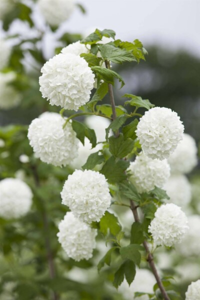 Viburnum opulus C6,5 60-80