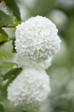 Viburnum opulus C6,5 60-80