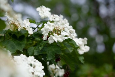 Viburnum opulus C6,5 60-80