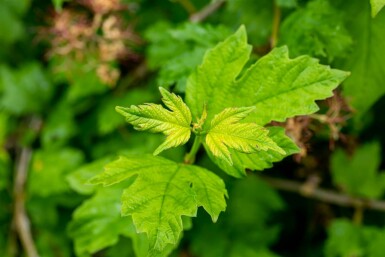 Olvon Viburnum opulus 'Roseum' buske 30-40 C3 Viburnum opulus 'Roseum' buske 30-40 cm