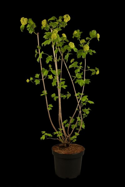 Olvon Viburnum opulus 'Roseum' buske 100-120 C15 Viburnum opulus 'Roseum' buske 100-120 cm