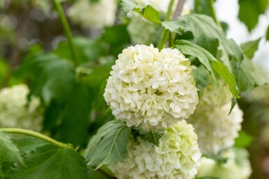 Viburnum opulus 'Roseum' C15 100-120