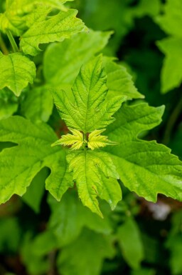 Viburnum opulus 'Roseum' C7,5 60-80
