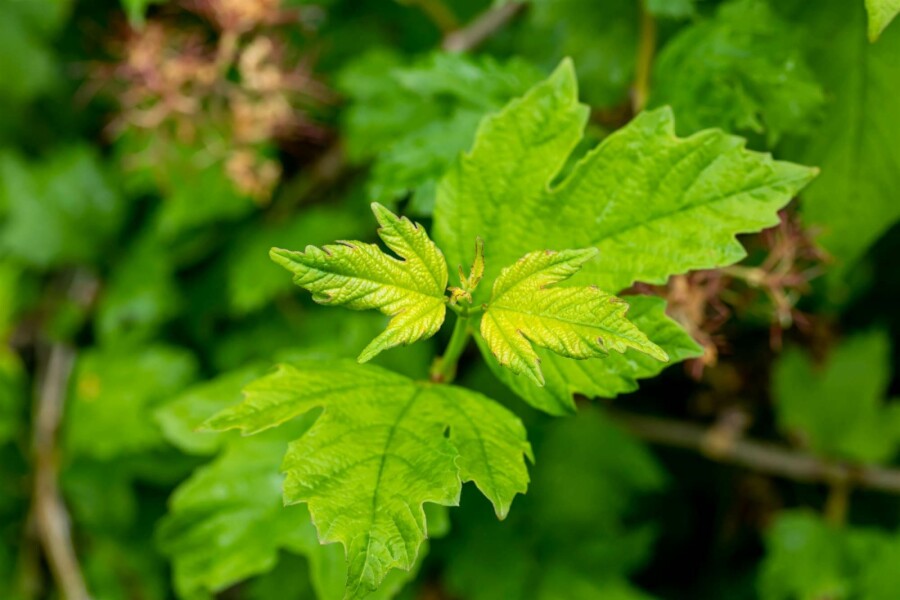 Olvon Viburnum opulus 'Roseum' buske 60-80 C7,5 Viburnum opulus 'Roseum' buske 60-80 cm