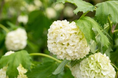 Viburnum opulus 'Roseum' C7,5 60-80
