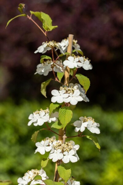 Viburnum plicatum 'Kilimandjaro' C7,5 60-80