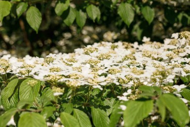 Viburnum plicatum 'Kilimandjaro' C7,5 60-80