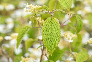 Viburnum plicatum 'Kilimandjaro' C7,5 60-80