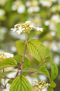 Viburnum plicatum 'Kilimandjaro' C7,5 60-80