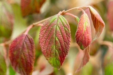 Viburnum plicatum 'Kilimandjaro' C7,5 60-80