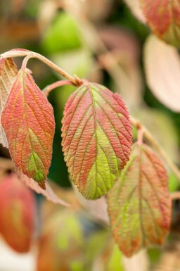 Viburnum plicatum 'Kilimandjaro' C7,5 60-80