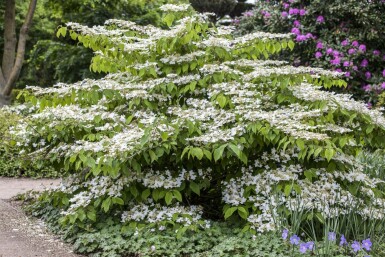 Viburnum plicatum 'Mariesii' C12 60-80