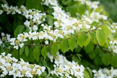 Snöbollsbuske Viburnum plicatum 'Mariesii' buske 60-80 C12 Viburnum plicatum 'Mariesii' buske 60-80 cm