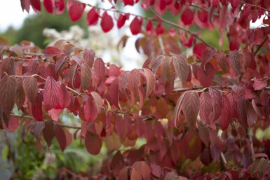Viburnum plicatum 'Mariesii' C12 60-80