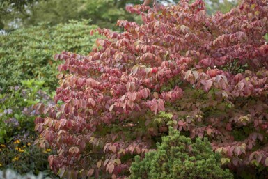Viburnum plicatum 'Mariesii' C12 60-80