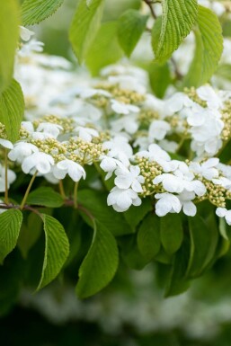 Snöbollsbuske Viburnum plicatum 'Mariesii' buske 20-25 C3 Viburnum plicatum 'Mariesii' buske 20-25 cm