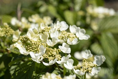Snöbollsbuske Viburnum plicatum 'Mariesii' buske 20-25 C3 Viburnum plicatum 'Mariesii' buske 20-25 cm