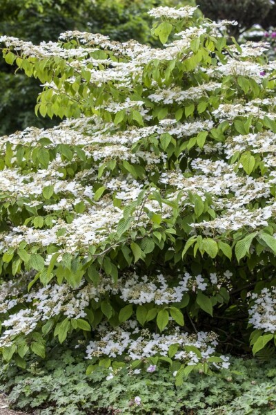 Snöbollsbuske Viburnum plicatum 'Mariesii' buske 60-80 C10 Viburnum plicatum 'Mariesii' buske 60-80 cm