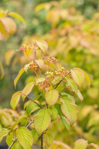 Viburnum plicatum 'Tomentosum' C3 30-40
