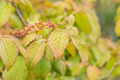 Viburnum plicatum 'Tomentosum' C3 30-40