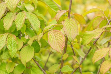 Viburnum plicatum 'Tomentosum' C3 30-40