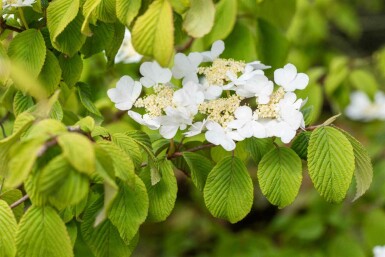 Viburnum plicatum 'Tomentosum' C3 30-40