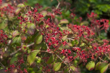 Viburnum plicatum 'Watanabe' C7,5 60-80