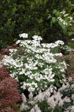 Viburnum plicatum 'Watanabe' C7,5 60-80
